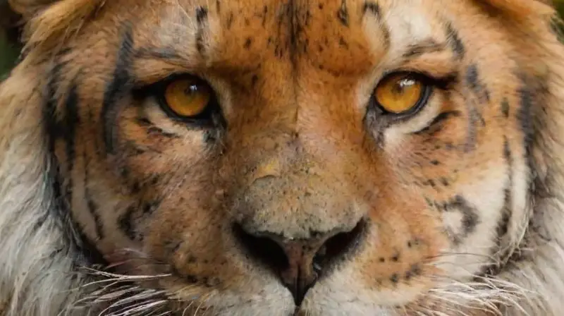 Symbols of Courage: Lion and Tiger Tattoos